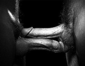 135669 - Black Cock Gallery